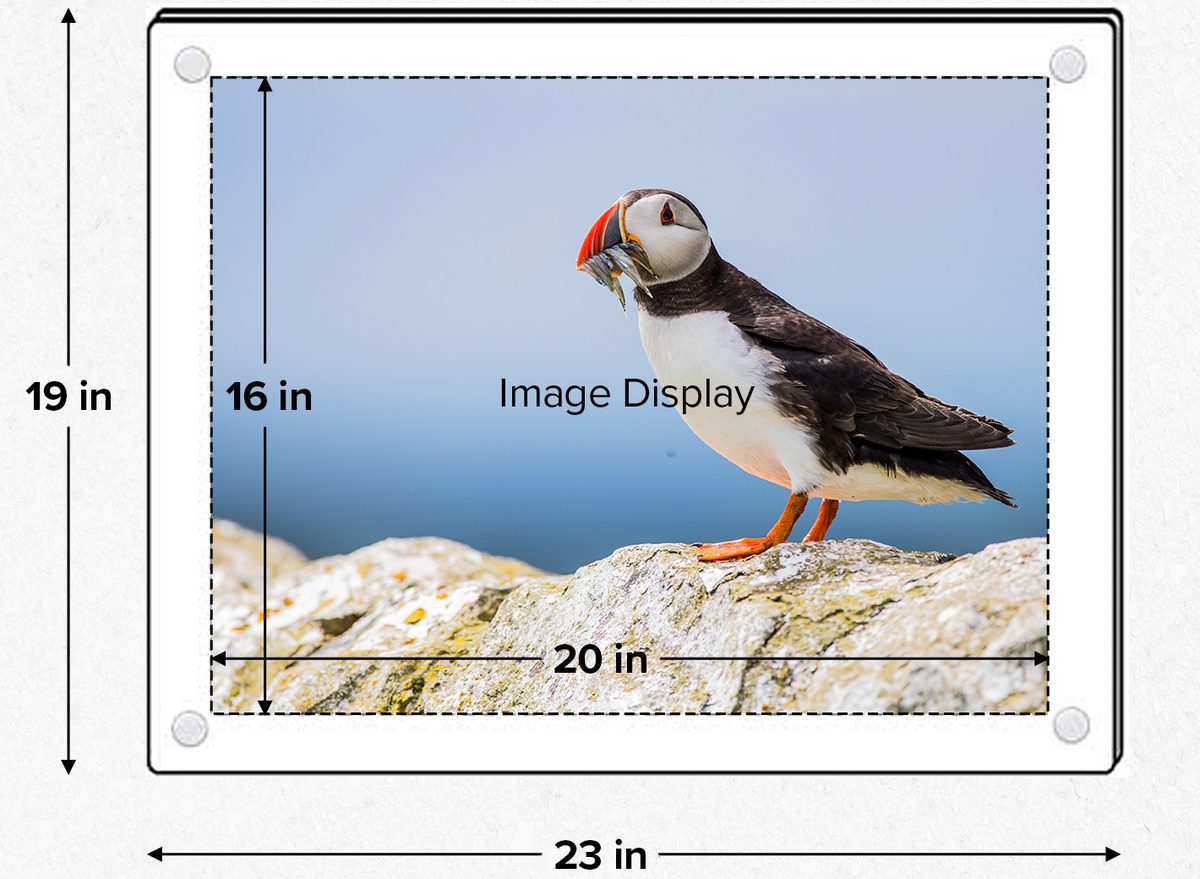 Diagram of a 16 by 20 inch image inside a 19 by 23 inch acrylic frame